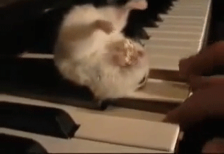 一只躺在钢琴键上吃爆米花的小仓鼠，咩咩咩~ ④