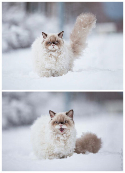 那些第一次看见雪的动物们