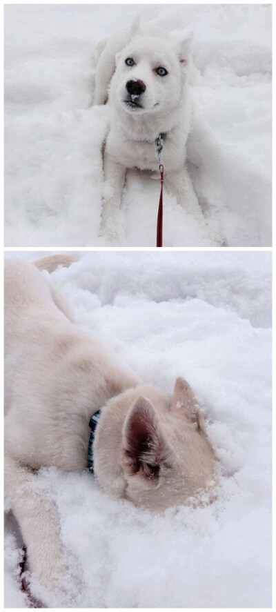 那些第一次看见雪的动物们