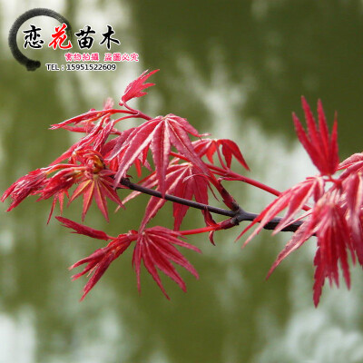 宝贝芽莊饱满，毛根较多