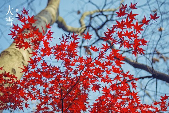 【24节气】大雪 栖霞山 进入冬季，北方的寒风吹来，褪去了满城的秋色，吹红了栖霞山的枫叶。