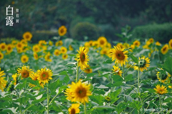 【24节气】白露 情侣园 同盛夏时节相比，此时的早晚温差已经变大了，不过偶尔“秋老虎”也会来作祟。