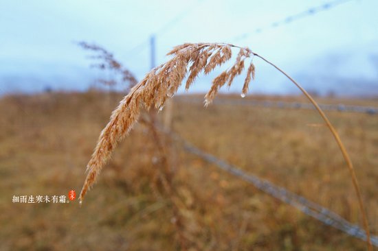 【立冬】细雨生寒未有霜。