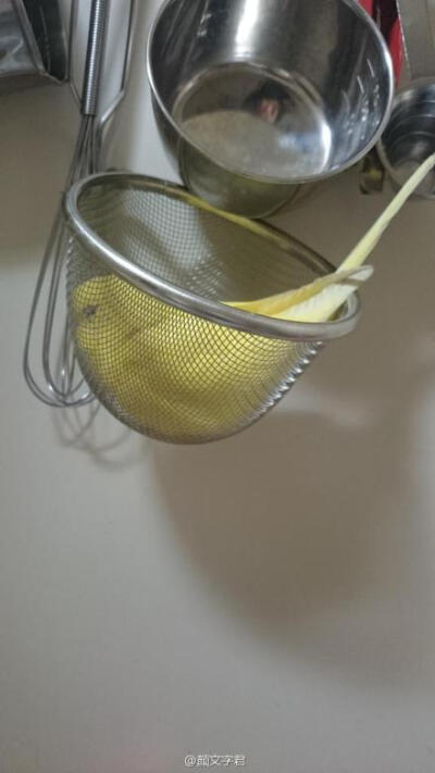 推主astaire1106家的小鸟居然在漏勺里睡..睡着了..【为什么看上去很好吃的样子...( ´_ゝ`)