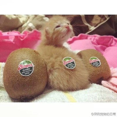 这是三颗狝猴桃。。。这是三颗狝猴桃。。。中间的好像发霉长毛毛了ԅ(¯﹃¯ԅ) ԅ(¯﹃¯ԅ)