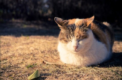 冬天就想做只路边晒太阳的猫。