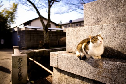 冬天就想做只路边晒太阳的猫。