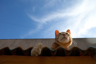 冬天就想做只路边晒太阳的猫。