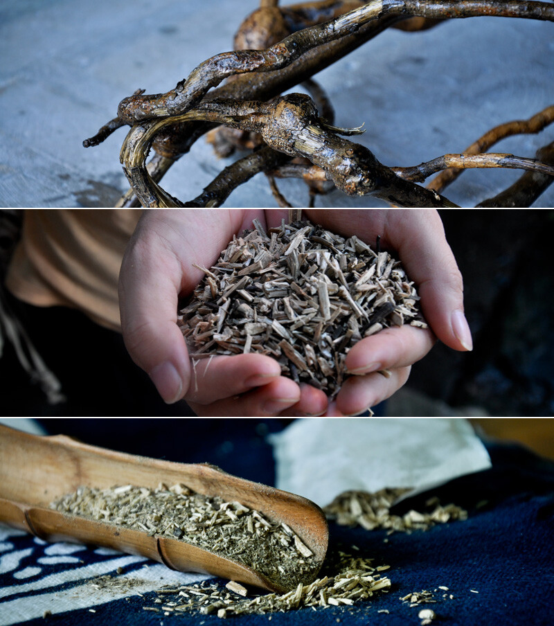 根据明朝《天工开物》记载： “每年小雪季节，靛青收割后，其根掩以泥土，炉灰过冬， 明春任其抽芽发叶，第二年冬天挖其根，名老头蓝南板蓝根。” 板蓝根一般两年即可收获，年份越久药性越高。 苏跟王师傅进行交流数次，坚持要5年以上的野生板蓝根。 也与素多次实地参与南板蓝根茶的炒制过程， 大致过程是挖南板蓝根茎部分，清洗干净， 绞碎后进行近一小时的翻炒，精研成粉末，装入茶包。 因为是翻炒过，所以它是熟的，饮时，取一茶包，用热水泡开即可。 曾分与家中老小饮用有月余后，深得欢喜，方在此推荐。