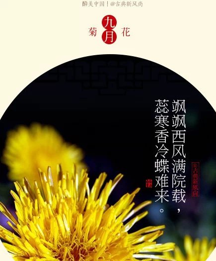 12月月令花与花神（版本一）】九月秋菊傲严霜