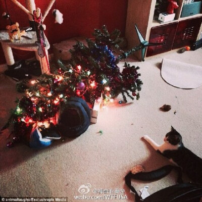 这组图叫做&amp;quot;How I Ruin Your Christmas&amp;quot;同样做坏事，喵星人表现的是“So What?”，而汪们则是“I'm sorry and stupid“....http://t.cn/Rzu115y