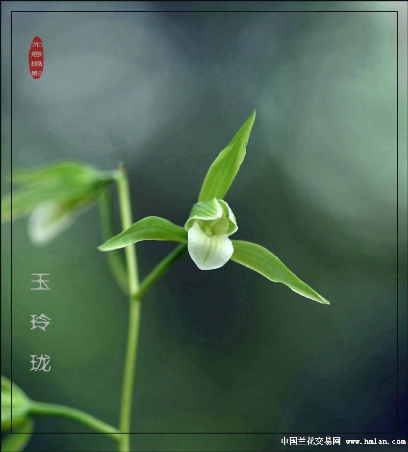 细叶寒素《玉玲珑》