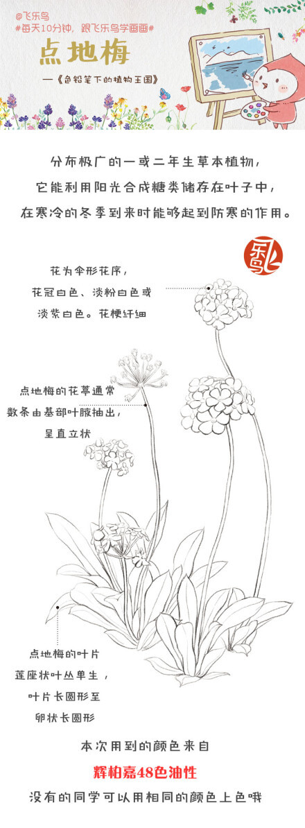 #每天10分钟，跟飞乐鸟学画画# 点地梅不是梅花的花，报春花科，它能利用阳光合成糖类储存在叶子中，在寒冷的冬季到来时能够起到防寒的作用。类似人类存储脂肪御寒过冬~