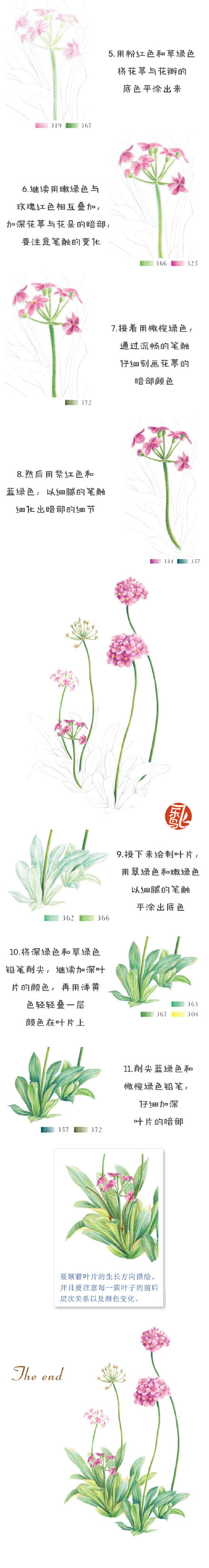 #每天10分钟，跟飞乐鸟学画画# 点地梅不是梅花的花，报春花科，它能利用阳光合成糖类储存在叶子中，在寒冷的冬季到来时能够起到防寒的作用。类似人类存储脂肪御寒过冬~