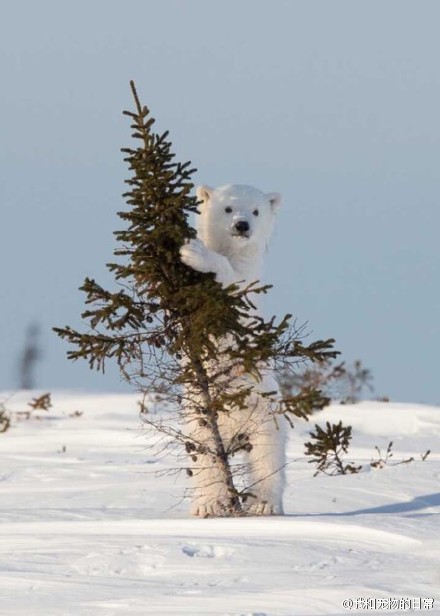 北极熊宝宝不敢靠近人类，於是偷偷的躲在树後偷看。。。已经曝露了都不知道~傻傻的有点萌 (ó㉨ò)