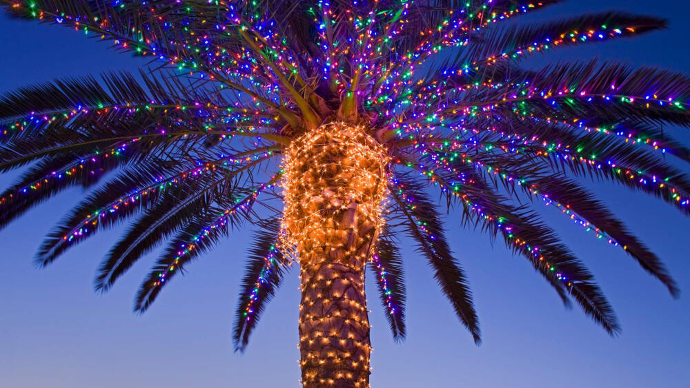 美国加州蒂梅丘拉谷，酿酒厂内装饰了圣诞彩灯的棕榈树 TemeculaValleyLights