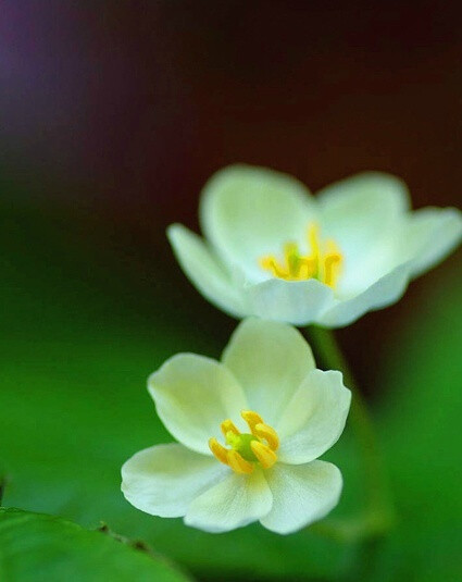 山荷葉(Diphylleia,サンカヨウ)，分布于北美和日本?；ㄕZ是親情。