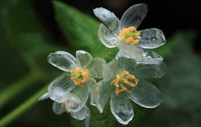 山荷葉(Diphylleia,サンカヨウ)，分布于北美和日本?；ㄕZ是親情。