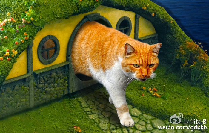 一个设计团队给猫建造的“哈比人”猫窝[喵喵]