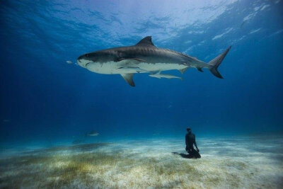 虎鲸战士（freediving with tiger sharks in Bahamas by Eusebio Saenz de Santamaria）