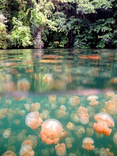 水母湖——西太平洋帕劳群岛