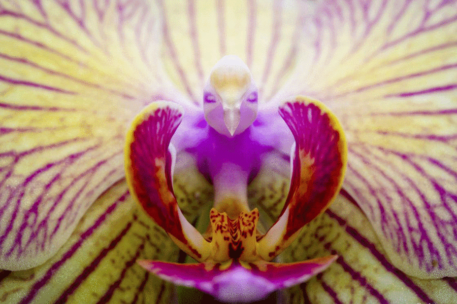 张奇异的图片似乎展示了一只美丽小鸟落在一朵蝴蝶兰花内的瞬间。图中甚至还可看到鸟头，其正在奋力展翅护卫这朵花。但实际上，这一切都是幻觉。这幅照片是在奥地利林茨（Linz）一个植物园拍摄的，摄影师克里斯蒂安·克奈丁格说：“我当时正在为花拍照，注意力都集中在颜色上，而非花本身。一个小时后，当我近距离观张照片上的花心时，突然意识到非常有趣。”