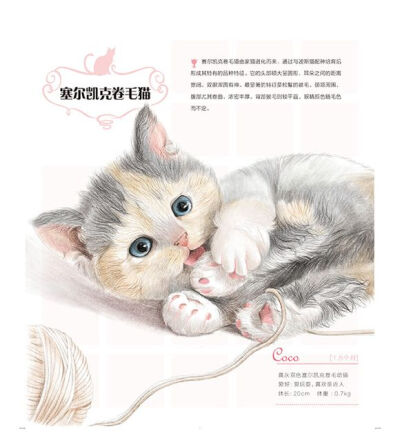 手绘 彩铅画 色铅笔 飞乐鸟 猫