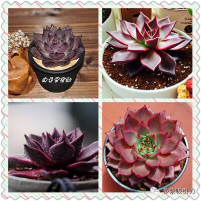 2、金牛座，别名罗密欧，拉丁名：Echeveriataurus or Agavoides Romeo，十二星座中金牛座的代表性多肉植物（金牛座出生日期4月21日～5月20日）。 景天科石莲花属，全株可以变的通红，甚是好看，体型较大，是东云的一…