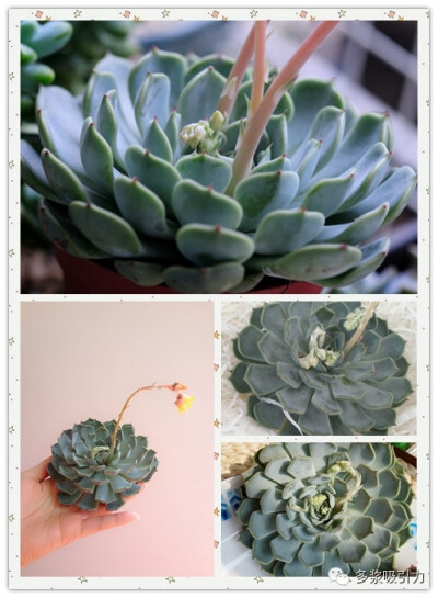 5、定规座，别名尺规座、矩尺座，拉丁名：Echeveria norma，十二星座中狮子座的代表性多肉植物（狮子座出生日期7月23日～8月22日）。 关于定规座没有查到具体的资料，大概知道定规座的长相有点像各种爪，爪尖颜色介…