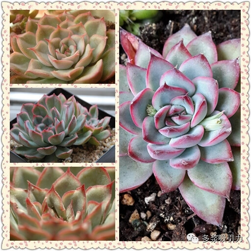 9、猎户座，拉丁名：Echeveria orion，天箭座，拉丁名：Echeveria sagita，都是十二星座中射手座的代表性多肉植物（射手座出生日期11月22日～12月21日）。 猎户座，景天科拟石莲花属多肉植物，属于夏型种，是较大型的石莲花品种，外形和皮氏蓝石莲相似，叶色较为梦幻，瓦青色中泛粉蓝，叶缘深粉色。夏天高温休眠，需要适度通风遮阴，冬天温度低于5度就要逐渐断水，放入室内明亮的窗台处越冬，要防止霜冻。有些肉友说菲欧娜就是猎户座，其实欧版的猎户座和菲欧娜是有区别的，状态优美时菲欧娜更紫，而猎户座会有红边，从叶子的形状看，猎户座的叶子短圆些，菲欧娜的叶子尖长些。猎户座叶插难度不大，