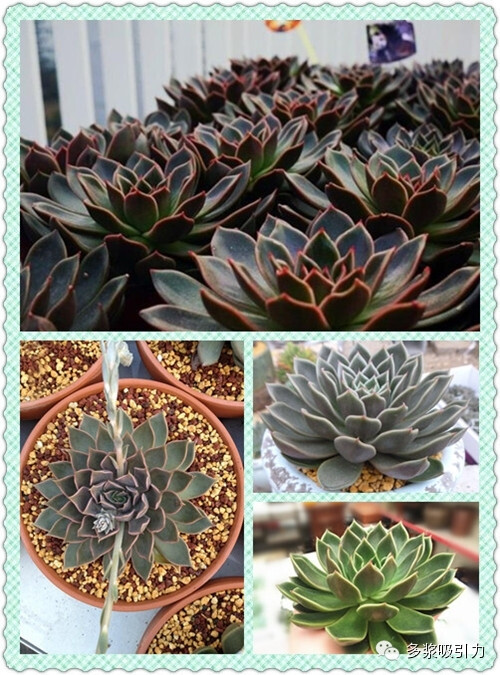 10、山案座，别名门萨、黑门萨，拉丁名：Echeveria mensa，十二星座中魔羯座的代表性多肉植物（魔羯座出生日期12月22日～1月19日）。 景天科拟石莲花属多肉植物，中小型品种。植株肉质叶排成莲座状。叶片长梭型，微微向叶心弯曲，叶尖也往叶心弯曲，强光下或者温差大，叶片出现轻微的紫蓝色，非常的漂亮。弱光则叶色微浅绿…