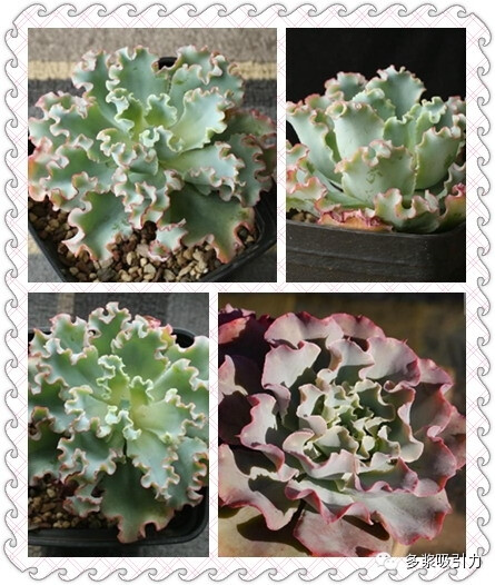 11、水瓶座，拉丁名：Echeveria Aquarius，天鹤座，拉丁名：Echeveria grue，都是十二星座中水瓶座的代表性多肉植物（水瓶座出生日期1月20日～2月18日）。 关于水瓶座和天鹤座没有查到具体的资料，从外形看水瓶座属于“包菜”系列（我个人对这一类型实在无爱）。