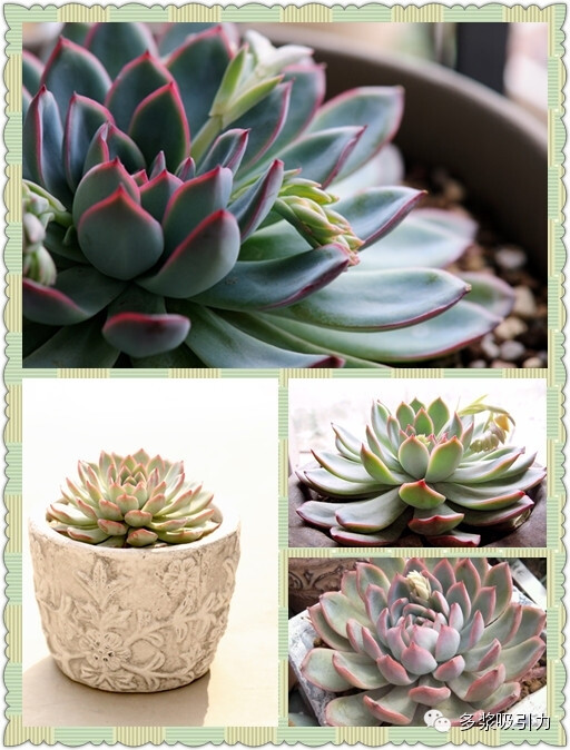 12、雨燕座，拉丁名：Echeveria apus，十二星座中双鱼座的代表性多肉植物（双鱼座出生日期2月19日～3月20日）。 景天科拟石莲花属多肉植物，夏型种多肉植物。是较大型的石莲花品种，叶剑细长，叶缘红色，有点像花月夜，又有一些像月光女神，但是，雨燕座的叶子明显要细长一点。这个品种大家应该很熟悉吧，很少有人能够抗拒…