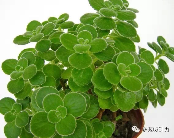 碰碰香为唇形科马刺花属（延命草属）植物，学名：Plectranthus hadiensis var. tomentosus （Benth. exE.Mey.） Codd。灌木状草本植物，原产非洲好望角，欧洲及西南亚地区。蔓生，茎枝呈棕色，嫩茎绿色。叶卵形或倒卵形，光滑，厚革质，边缘有些疏齿。伞形花瓣，花有深红，粉红及白色、蓝色等。是多年生草本植物。多分枝，…