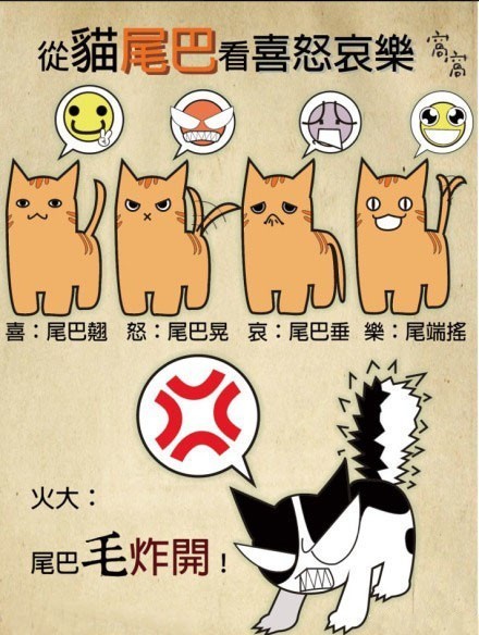 从猫尾巴看喵星人的喜怒哀乐