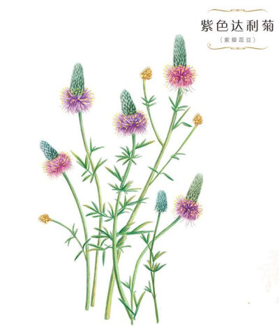 手绘 彩铅画 色铅笔 飞乐鸟 本草绘 植物