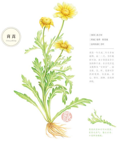 手绘 彩铅画 色铅笔 飞乐鸟 本草绘 植物