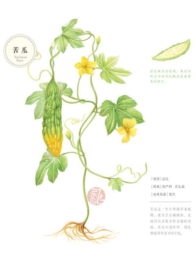 手绘 彩铅画 色铅笔 飞乐鸟 本草绘 植物