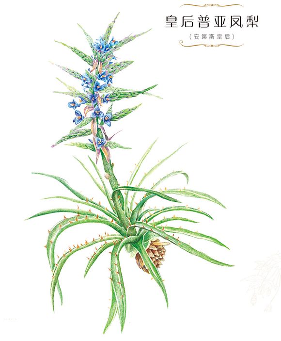 手绘 彩铅画 色铅笔 飞乐鸟 本草绘 植物