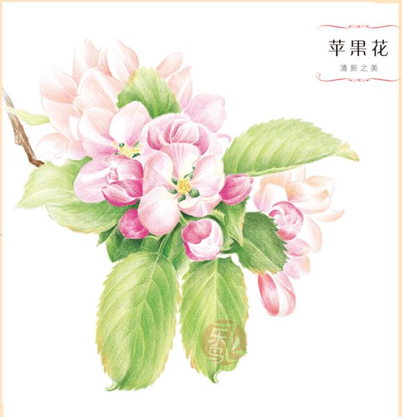 手绘 彩铅画 色铅笔 飞乐鸟 本草绘 植物