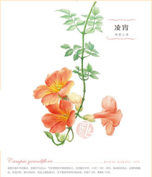 手绘 彩铅画 色铅笔 飞乐鸟 本草绘 植物