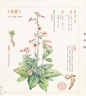 手绘 彩铅画 色铅笔 飞乐鸟 本草绘 植物