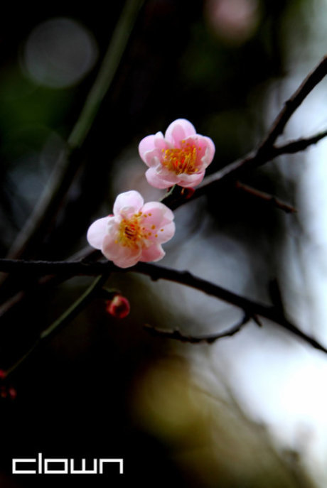 问春桂：桃李正芬芳。年光随处满，何事独无...