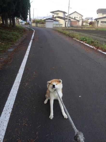 秋田大馆一只叫NONO的秋田犬，它还有一本正经的工作呢，在一家负责城市艺术规划的机构任职，可以经常看到它在街头巡逻东张西望，我的重点是：它的耳朵为什么那么萌