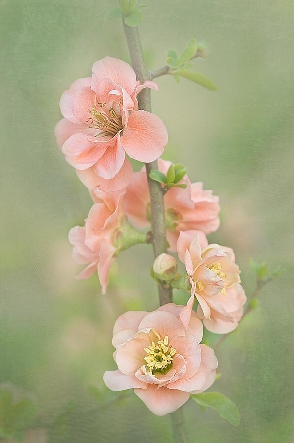 桃花坞里桃花庵，桃花庵下桃花仙；桃花仙人...