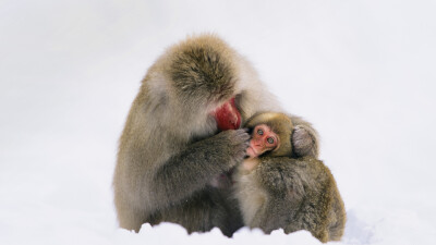 日本阿尔卑斯山脉，雪中的日本猕猴 JapaneseMacaque