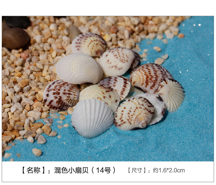 海洋世界苔藓微景观饰品 贝壳 海螺 装饰品新 DIY组装小摆件玩具