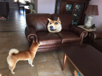 朋友买了#doge#的抱枕，然后他家的柴懵了！@鸸鹋动物园