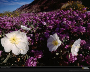 加州安沙波列哥沙漠州立公园，这里因为春天的野花花海而闻名 Desert Wildflowers、California's Anza-Borrego Desert State Park is famous for its wildflower blooms. Here, dune evening primrose flowers stand out in a sea of purple desert sand verbena.