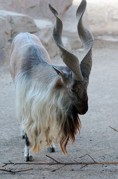 Markhor